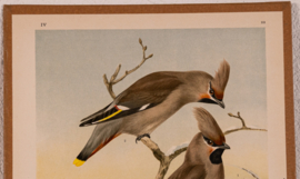 Pestvogel