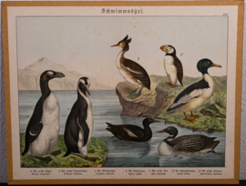 Schreiber Fuut Pinguin