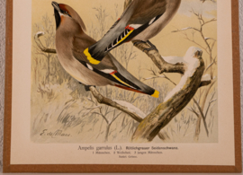 Pestvogel