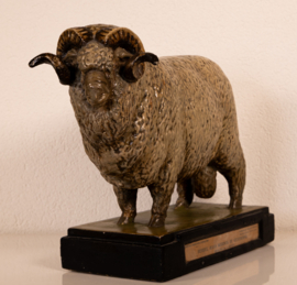 Schaap de Stavropol Merino Ram