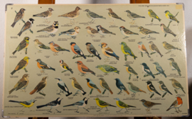 Zangvogels 2