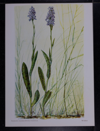 6 plaatjes Botanisch