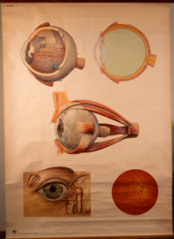 Oog