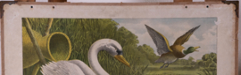 Eend en zwaan