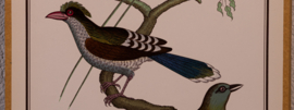 Vogelplaatje 2 Litho