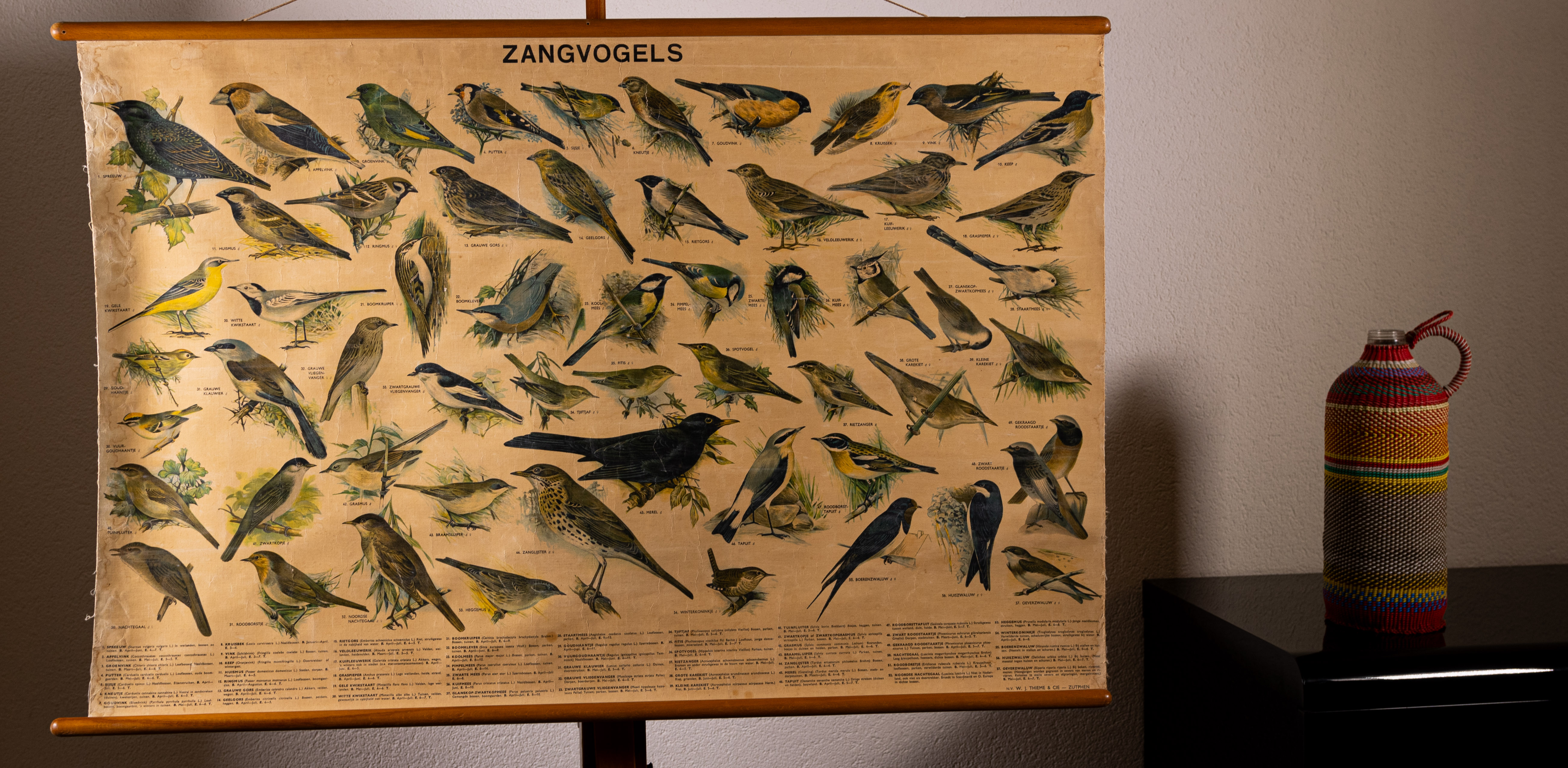 Zangvogels