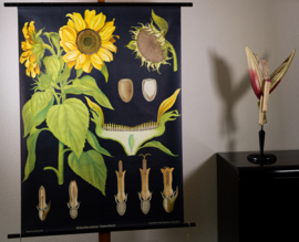 Zonnebloem Litho