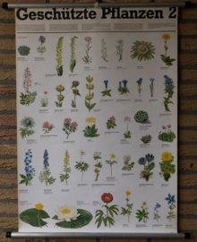 Beschermde Planten