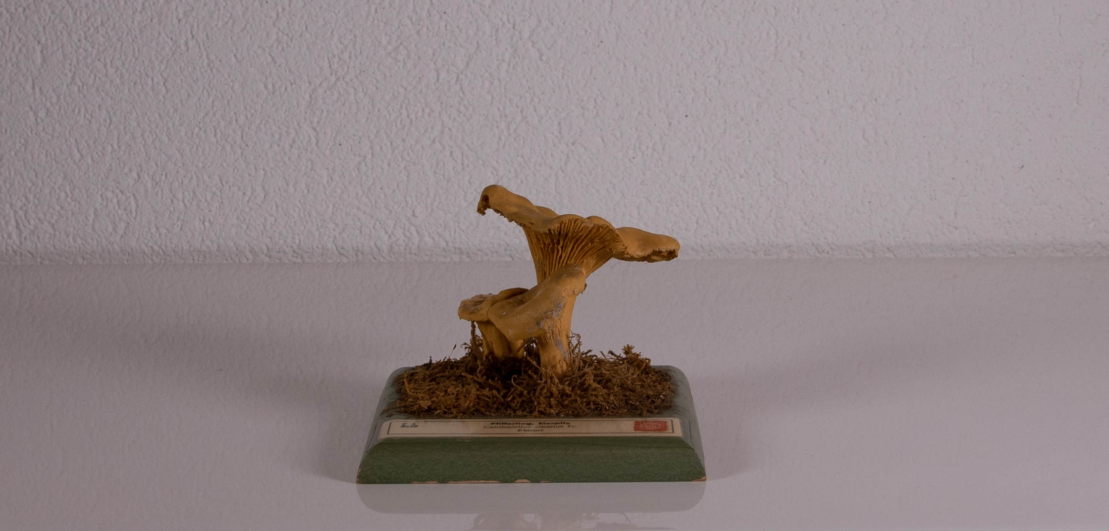 Cantharellus Cibarius