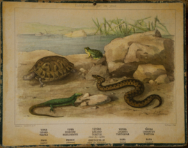 Slang hagedis schildpad kikker
