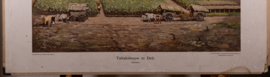 Tabaksbouw in Deli