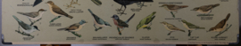 Zangvogels 1