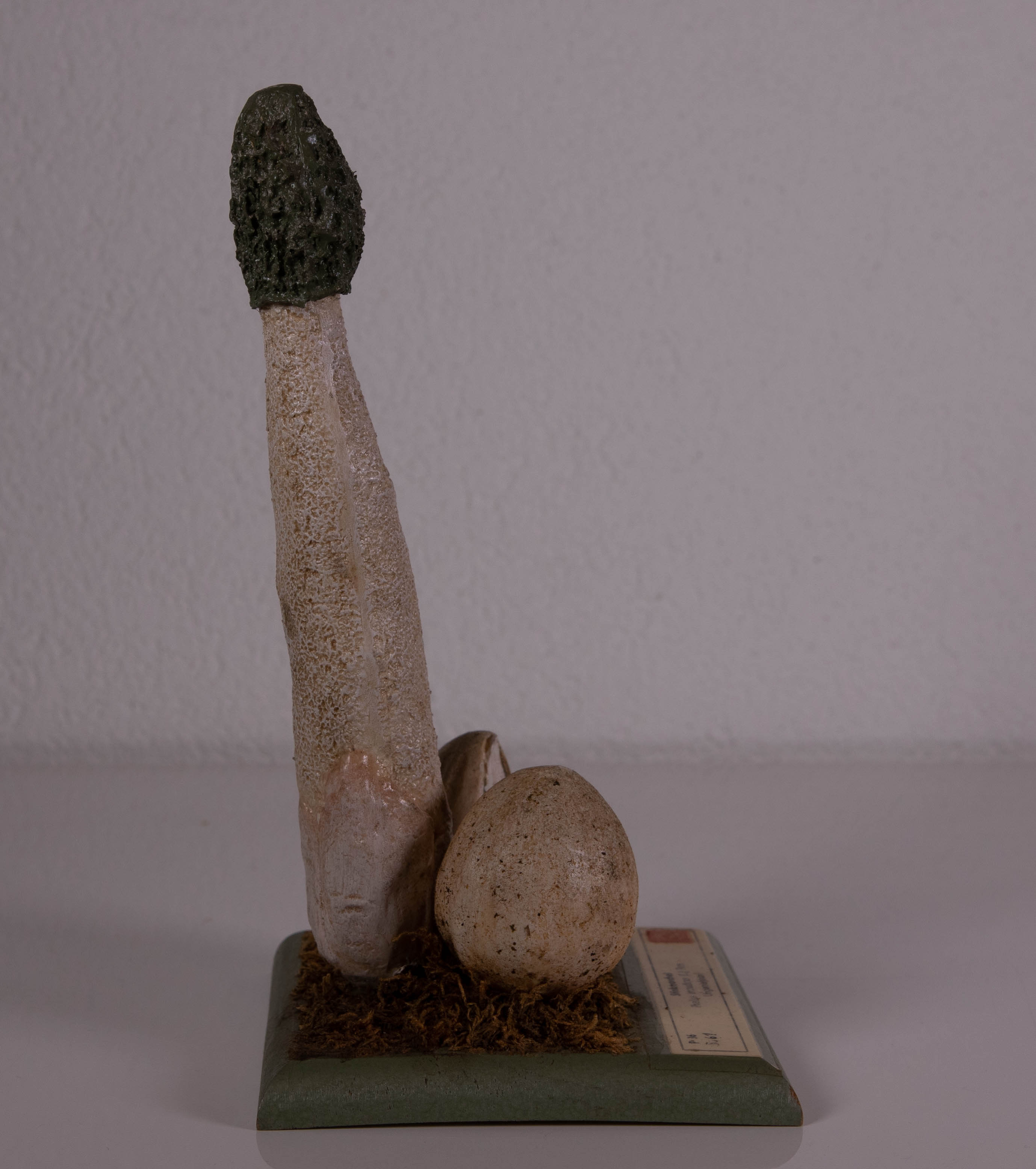 Phallus Impudicus
