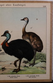 Schreiber Struisvogel en Grote Trap