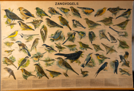 Zangvogels