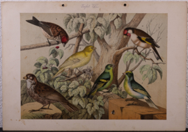 Schreiber Huismus, Vink, Kanarie en Putter
