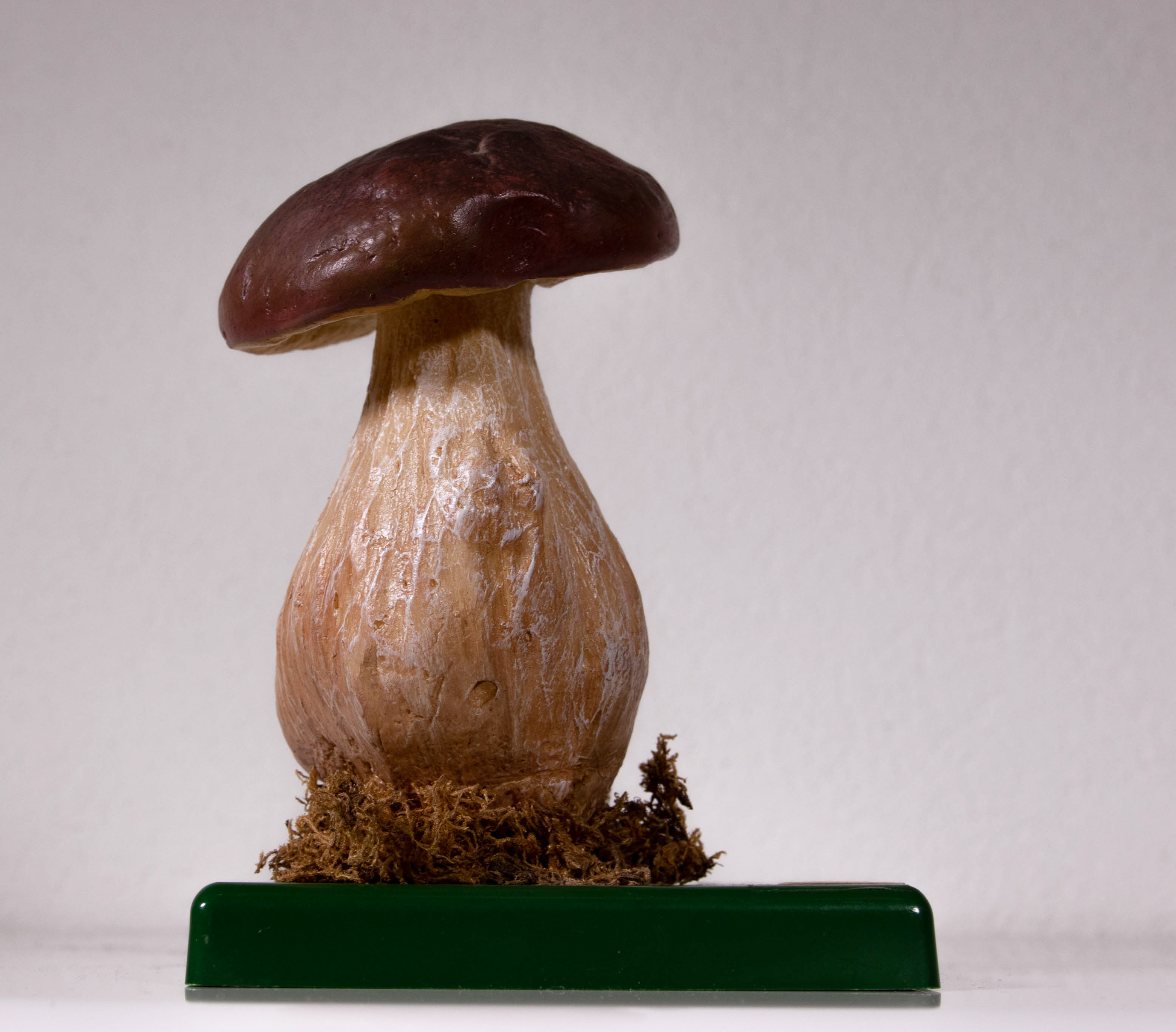 Boletus Edulis Bull