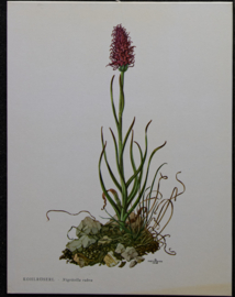 4 Schoolplaatjes    Botanisch  2