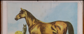 Paard en veulen