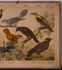 Schreiber Wielewaal Paradijsvogel