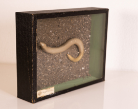 Vintage oude school  vitrine kastje  - Hazelworm .