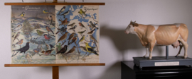 Zangvogels stand en trekvogels