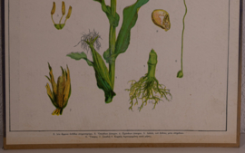 Botanisch  8