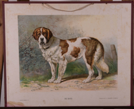 Hond
