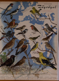 Zangvogels stand en trekvogels