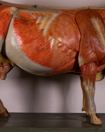 Oude vintage anatomische koe van Somso.