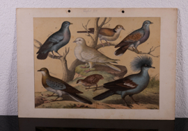 Schreiber Duiven, Korhoen, Patrijs