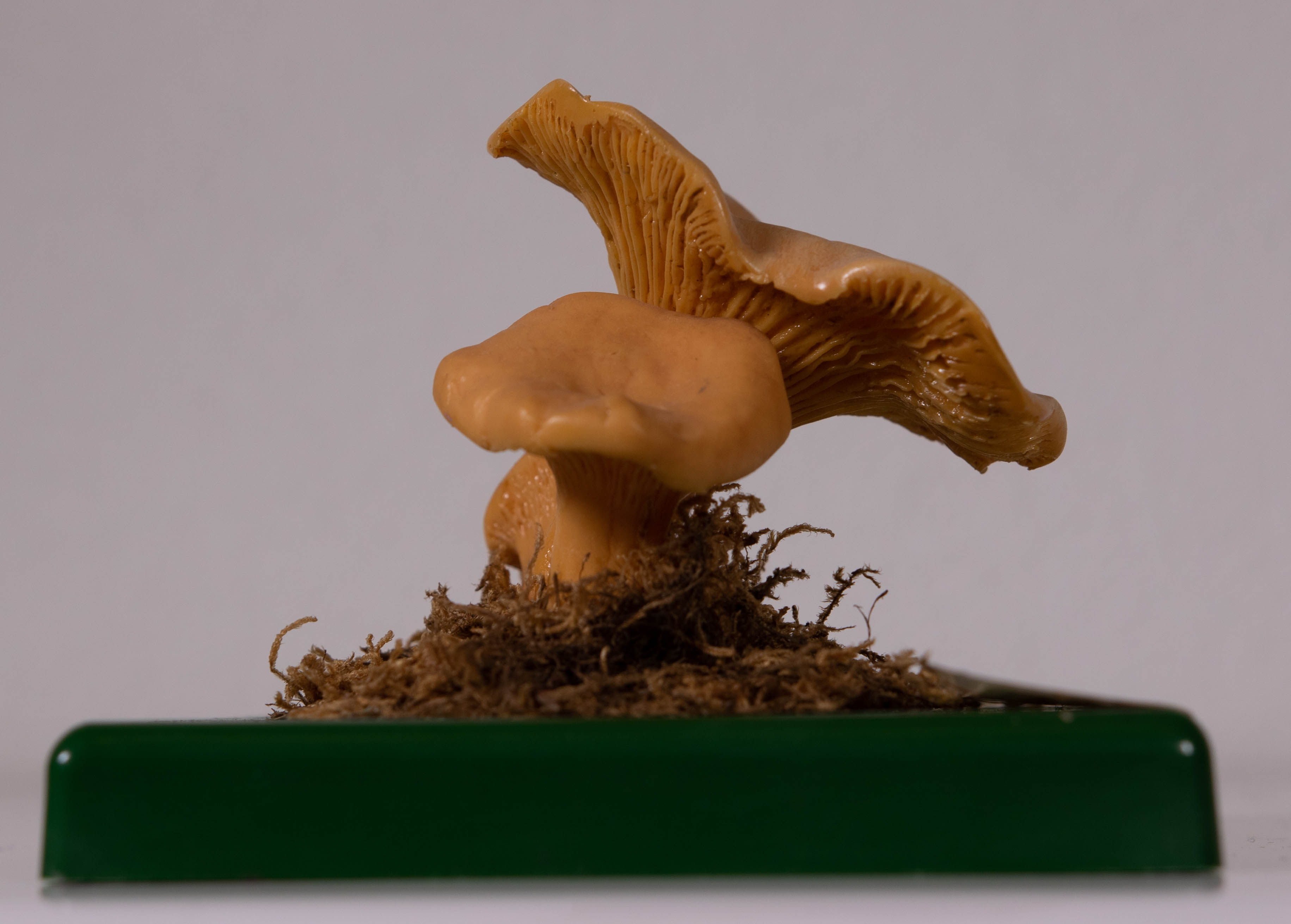 Cantharellus Cibarius