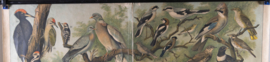 Vogels oa specht Vlaamse gaai