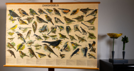 Zangvogels