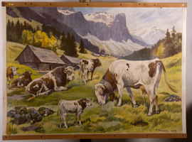 Koeien op de Alpenweide