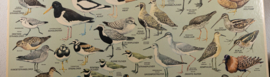 Strandlopers en weidevogels