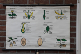 Van plant tot vrucht
