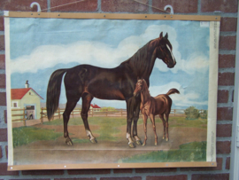 Paard en veulen