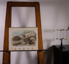 Slang hagedis schildpad kikker