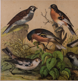 Schreiber Huismus, Vink, Kanarie en Putter