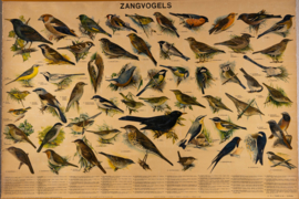 Zangvogels
