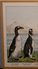 Schreiber Fuut Pinguin