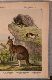 Schreiber Das Kangoeroe