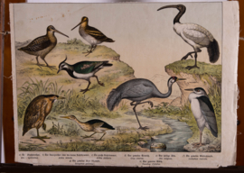 Schreiber Kievit Ibis Kraanvogel