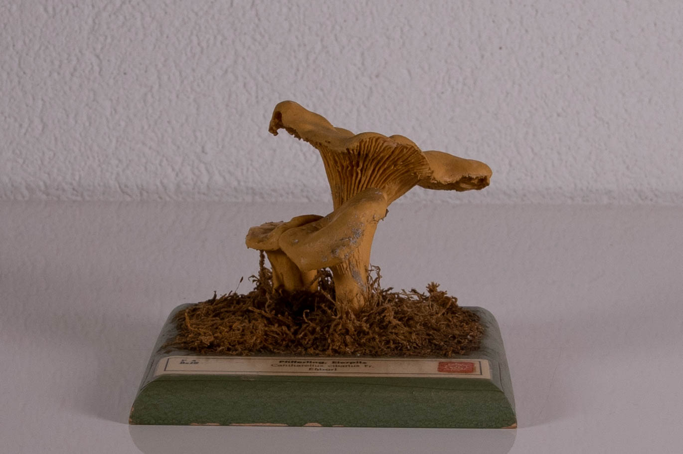 Cantharellus Cibarius