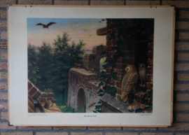 Bij de ruine  – Zoetwatervissen
