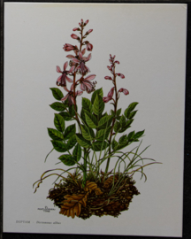 4 Schoolplaatjes    Botanisch  3