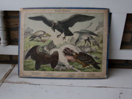 Schreiber Condor, Gier