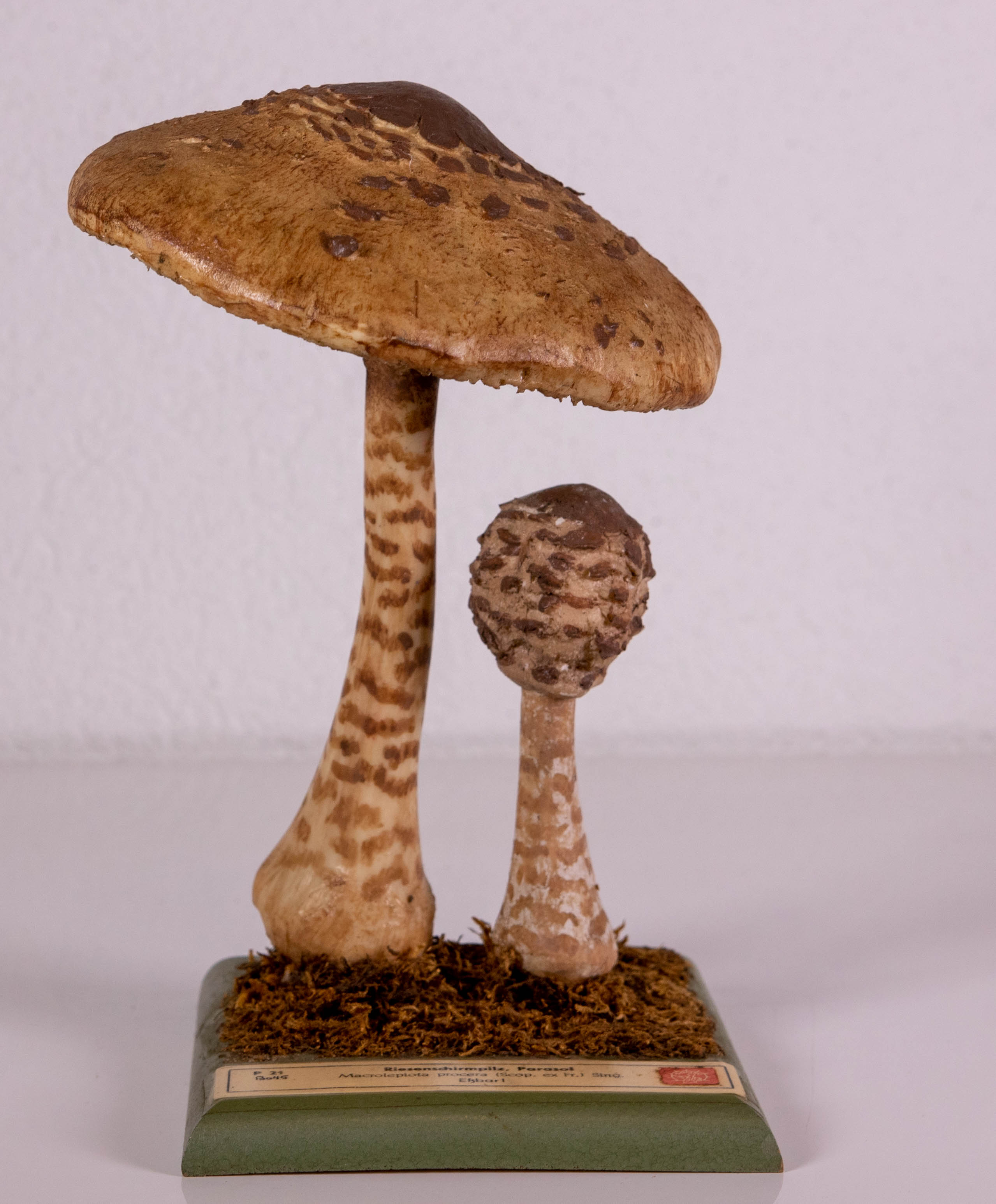 Macrolepiota Procera