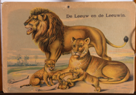 Leeuw en de Leeuwin